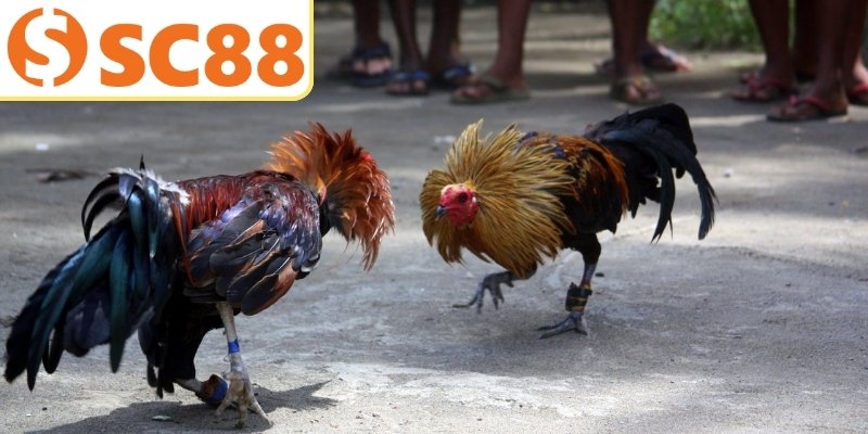 Đá gà truyền thống kịch tính