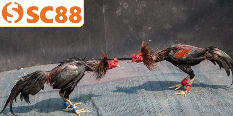 Quy trình cược đá gà online tại nhà cái