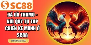 Đá gà Thomo