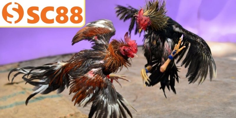 Sức hấp dẫn khó chối từ của loại hình đá gà Thomo